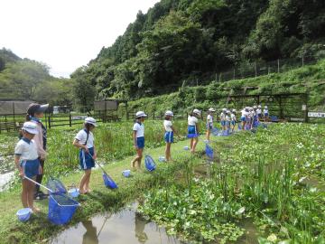 じゃぶじゃぶ池で児童がさまざまな生き物を捕まえようとしている様子